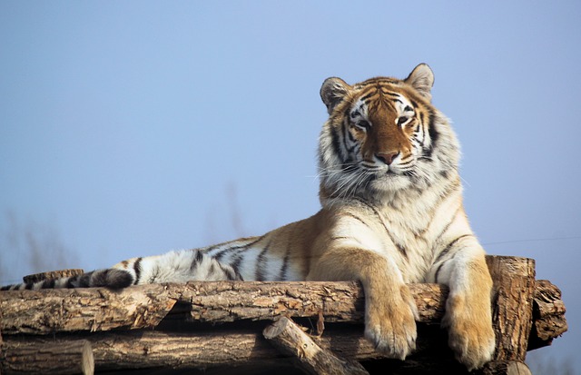 Harimau Siberia Harimau Terbesar di Dunia MBK Challenge